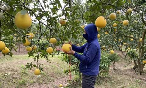 Nhiều nhà vườn bán hết hoa quả phục vụ Tết