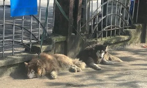 Giải cứu 2 chú chó Alaska bị vứt bỏ nghi do chủ vướng vào lao lý