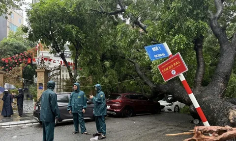 Cây xanh lớn đổ đè trúng 2 ô tô trên đường phố