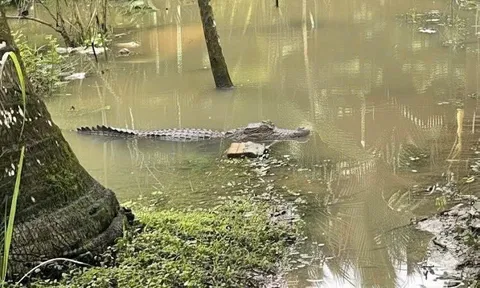 Người dân báo thấy cá sấu trong mương nước ở Cần Thơ