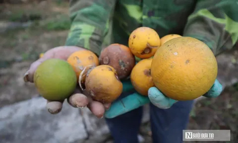 Cam tiến Vua 80.000 đồng/quả rụng đầy gốc, chủ vườn "đứng ngồi không yên"