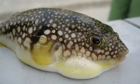 Hai ca nghi ngộ độc cá nóc ở Quảng Ninh, Bộ Y tế yêu cầu khẩn trương điều tra