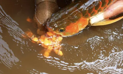 13 người nhập viện nghi ngộ độc sau khi ăn trứng cá cảnh