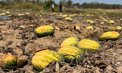 Mâu thuẫn mua bán theo sào hay theo ký, đau xót 500 sào dưa hấu đành bị bỏ chết khô