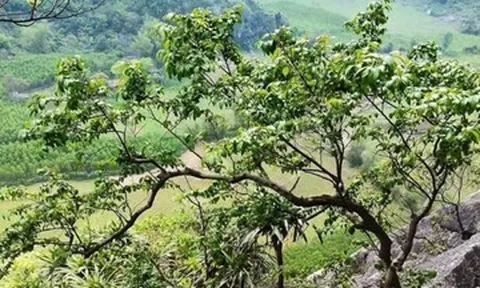 ‘Cơn sốt’, thổi giá cây muội hồng khiến khai thác trái phép gia tăng