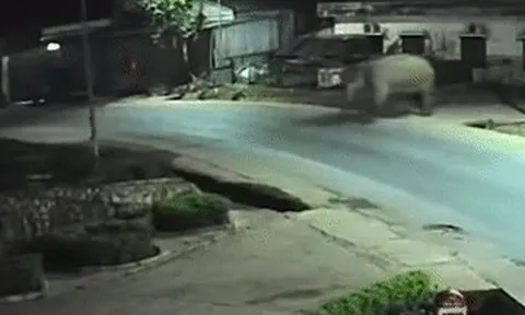 Voi rừng phá rào thép vào trường học, thầy cô dặn học sinh ở yên trong phòng