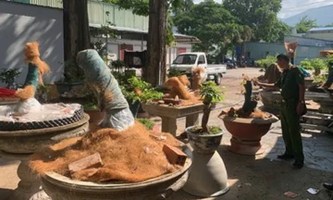 Người đàn ông bị phạt tiền, tịch thu 42 cây mai vàng không rõ nguồn gốc