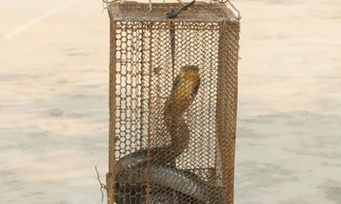 Rắn hổ mang chúa dài 2,6m bò vào nhà dân lúc đêm khuya