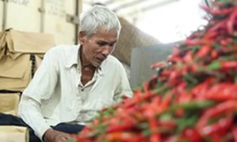 Ớt rớt giá còn 5.000 đồng/kg, nông dân Quảng Ngãi lao đao