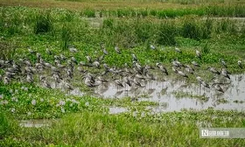 Ngắm đàn cò trong Sách Đỏ thong dong kiếm mồi trên cánh đồng ở Đắk Lắk