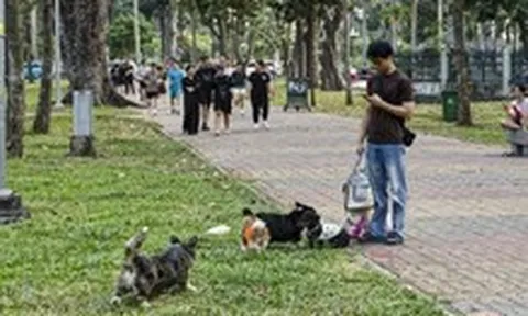 Chó thả rông, không rọ mõm chạy nhảy khắp nơi trong công viên Gia Định