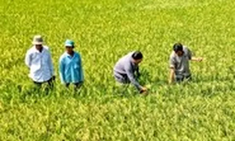 Đẩy mạnh liên kết để nâng giá trị hạt gạo Cà Mau