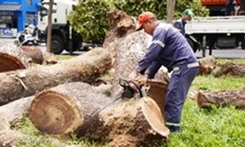 Dùng công nghệ 'tầm soát sức khỏe' để dưỡng cây xanh, hạn chế việc đốn bỏ