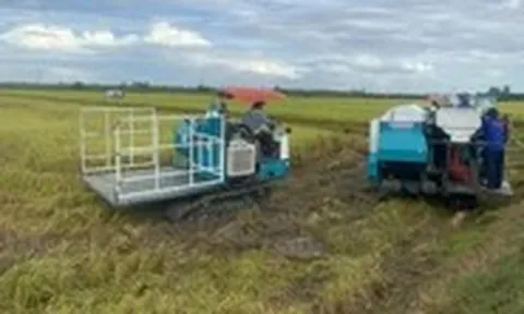 'Nới' xuất khẩu gạo: Doanh nghiệp chưa xuất khẩu khen, nơi đang xuất khẩu nói cần 'cân nhắc'