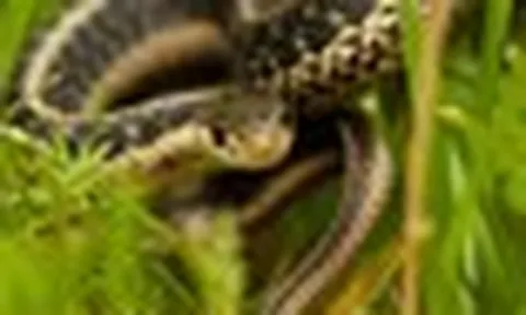 3 cách đuổi rắn ít người nghĩ tới nhưng hiệu quả bất ngờ