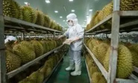 Cập nhật tư duy cũ về sầu riêng