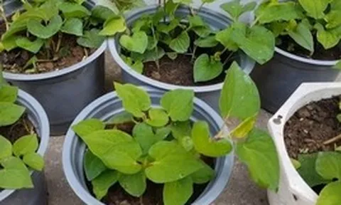 Lợi ích khi trồng rau diếp cá