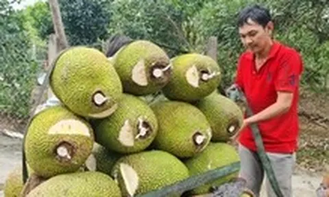 Mít rớt giá kéo dài, nhà vườn miền Tây trắng tay