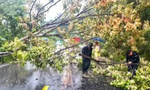 Mưa lớn, cây ngã chắn ngang đường đèo Ngoạn Mục