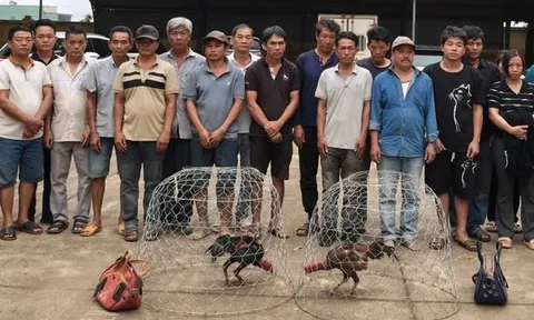 Đột kích sới gà, bắt quả tang 31 người chơi đá gà ăn tiền