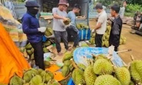 Giá sầu riêng 'xuống đáy': Do thị trường Trung Quốc hay lỗi tại chúng ta?