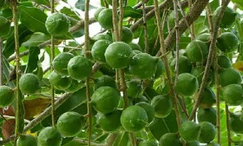 Loại hạt đắt đỏ "bậc nhất thế giới", ở Việt Nam trồng bạt ngàn