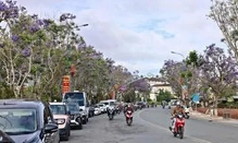 Hàng phượng tím Đà Lạt bị cắt trụi, người dân nói 'quá mạnh tay'