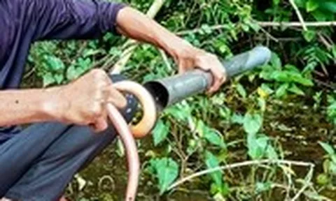 Theo chân thợ rừng U Minh bắt lươn kiếm tiền triệu
