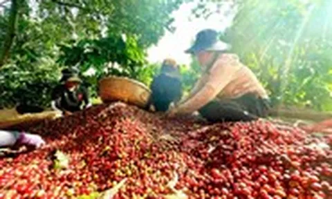 Đừng để những vườn cà phê 'mắc kẹt' trong những cuộc khiếu kiện kéo dài