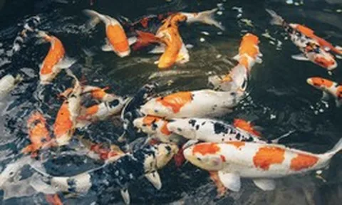 Vì sao chúng ta không ăn cá Koi?