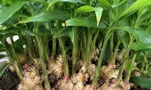 4 lý do nên trồng gừng trong nhà