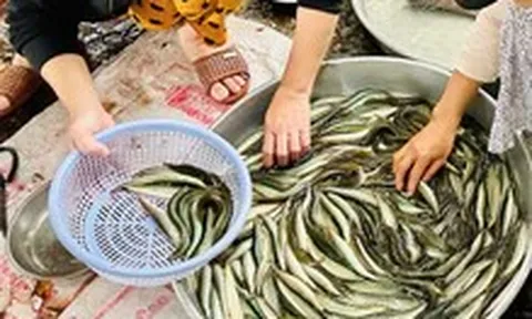 Giá cả đầu ngày: Cá linh giảm sâu, cá chạch 200.000 đồng/kg, rau củ vẫn neo cao