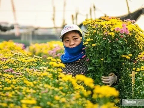 Hoa Tây Tựu đắt khách, hàng không đủ bán Tết