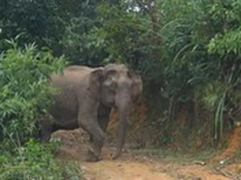 Voi rừng ‘đại náo’ khu dân cư, huyện xin tỉnh sớm có giải pháp