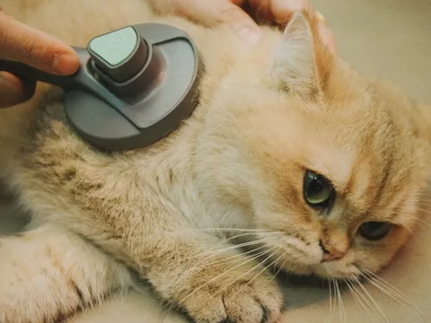 Hành trình đoạt giải cuộc thi sắc đẹp của mèo: Được chăm như em bé, tập thể dục mỗi ngày