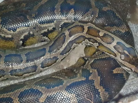 Người đàn ông ở TPHCM giao nộp con trăn dài hơn 5m