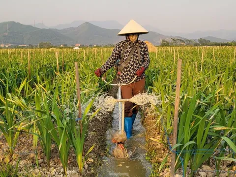 Về vựa hoa, cây cảnh lớn nhất Quảng Ninh mùa Tết