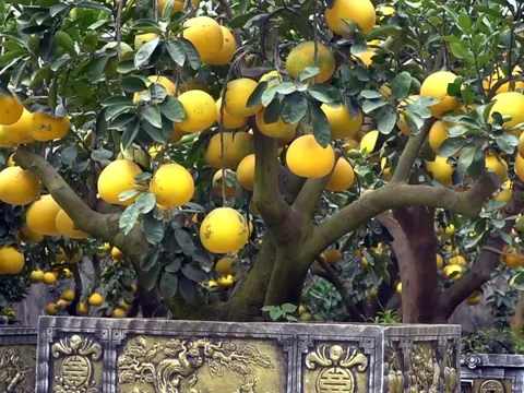 Bưởi cảnh giá hàng chục triệu mỗi chậu phục vụ 'đại gia' mua về chơi Tết