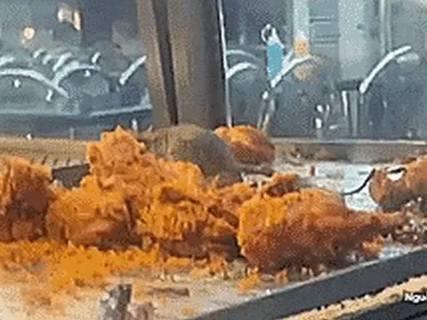 Hoảng hồn vì clip chuột ăn gà rán trong nhà hàng