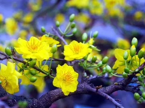 4 con giáp sung túc, giàu có ngay tháng đầu tiên năm 2023