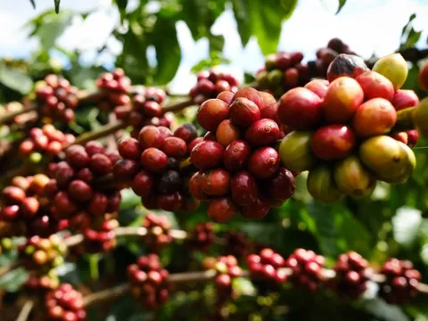 Giá cà phê tăng tiếp, lên mức cao nhất trong khoảng 3 tháng qua