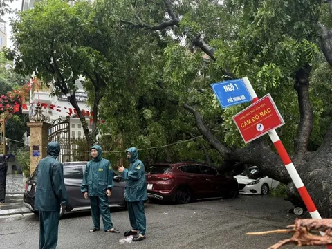 Cây xanh lớn đổ đè trúng 2 ô tô trên đường phố