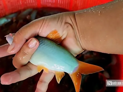 Theo ngư dân săn “cá heo” trên sông nước miền Tây