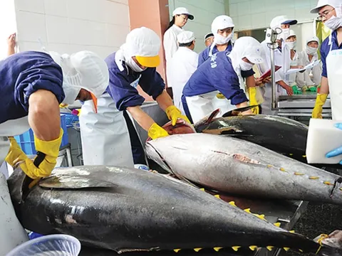 Xuất khẩu cá ngừ sang Pháp tăng trở lại