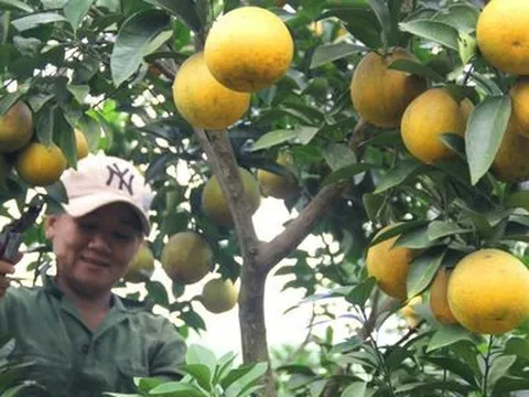 Nghệ An: Cam Vinh “trúng giá”, nhiều người dân chờ bán dịp Tết