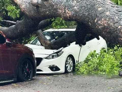 Sau tiếng động lớn, cây cổ thụ bật gốc đè bẹp hai ô tô ở Hà Nội