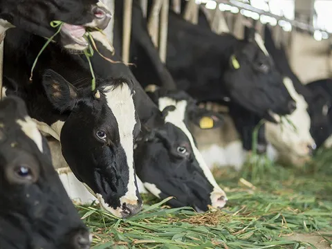 Hội Chăn nuôi đề xuất giải pháp phát triển bền vững ngành sữa Việt Nam