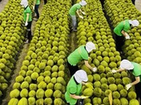 Tổ yến, khoai lang sắp sang Trung Quốc, đàm phán tiếp cho thịt heo