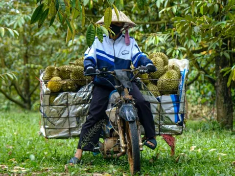 Sầu riêng Lâm Đồng được giá, nhưng nông dân buồn