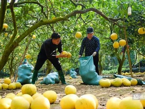 Thủ phủ bưởi Diễn tất bật thu hoạch phục vụ Tết Nguyên đán 2023